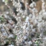 Forsskaolea angustifolia ᱵᱟᱦᱟ