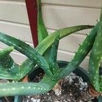 Aloe maculata Лист