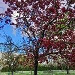 Malus × floribunda موطن