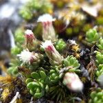 Baccharis alpina Λουλούδι
