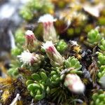 Baccharis alpina Flower