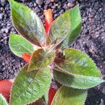 Kohleria hirsuta Feuille