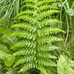 Dryopteris cristata पत्ता