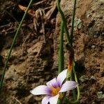 Romulea columnae Habitus