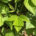 Rubus idaeus पत्ता