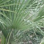 Chamaerops humilis Blad