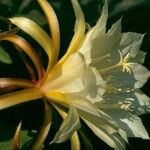 Epiphyllum thomasianum ᱵᱟᱦᱟ