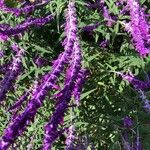 Salvia leucantha Цветок