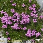 Silene acaulis অভ্যাস