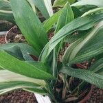 Aspidistra elatior Feuille