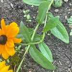 Rudbeckia hirta Blatt