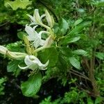 Rhododendron viscosum പുഷ്പം