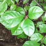 Pisonia aculeata पत्ता