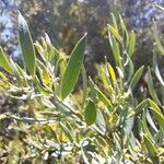 Osyris lanceolata Leaf
