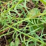 Nierembergia linariifolia Leaf