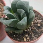 Haworthia truncataFolha