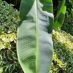 Heliconia bihai Blad