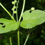 Priva lappulacea Blad