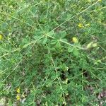 Baptisia tinctoria Leaf