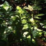 Triplophyllum buchholzii Hoja