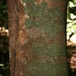 Protium aracouchini Кора