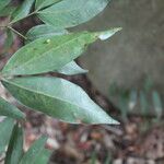 Zygia longifolia Leaf