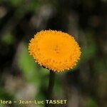 Leucanthemum virgatum 花