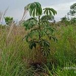 Cecropia pachystachya Φύλλο