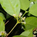 Cassipourea guianensis Flor