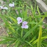 Tradescantia virginiana花