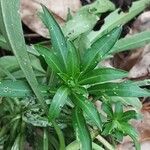 Erysimum × cheiri Leaf