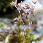 Sedum hirsutum Vrucht