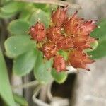 Rhodiola integrifolia Floare