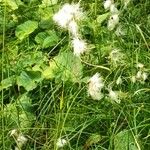 Eriophorum angustifoliumFlower