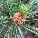 Pinus mugo Цвят