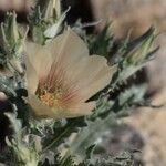 Mentzelia involucrata Flower