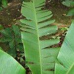 Musa velutina Folha