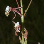 Oenothera filipes ফুল