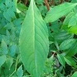 Impatiens auricoma Blad