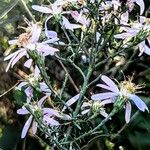 Galatella sedifolia Flower