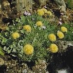 Eriogonum ovalifolium Habitat