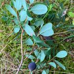 Vaccinium uliginosum Ffrwyth