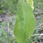 Hieracium prenanthoides Blatt