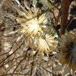 Leuzea conifera Fruit