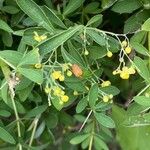 Berberis wilsoniae Plante entière