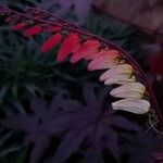 Mina lobata Floare