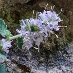 Campanula elatinoides Floare