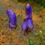 Aconitum napellus Virág