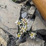 Saxifraga biflora 花