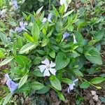 Vinca minorFloro